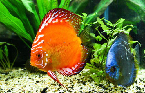 居家养鱼风水讲究，怎么养鱼招财运？